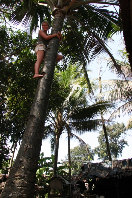 Palm tree climbing, Java Pangandaran Indonesia.jpg